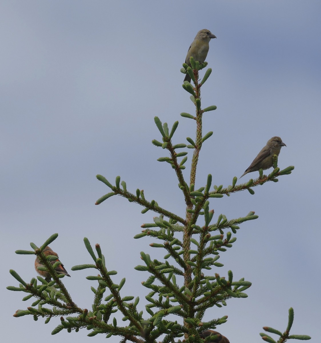 Шишкар ялиновий - ML646860771