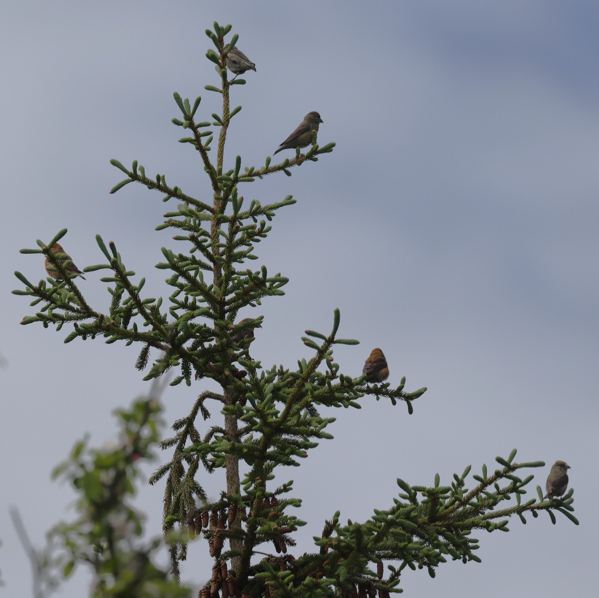 Шишкар ялиновий - ML646860772