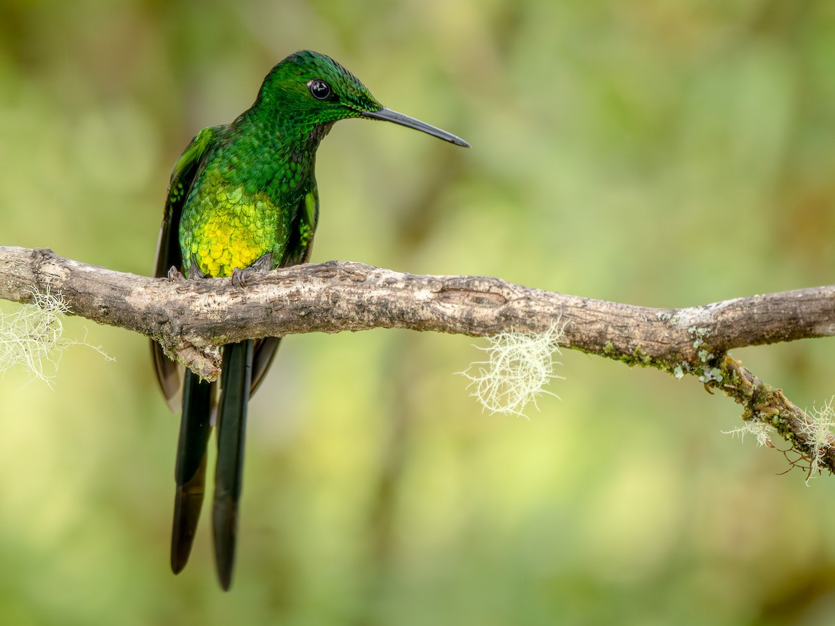 Empress Brilliant - ML646860776