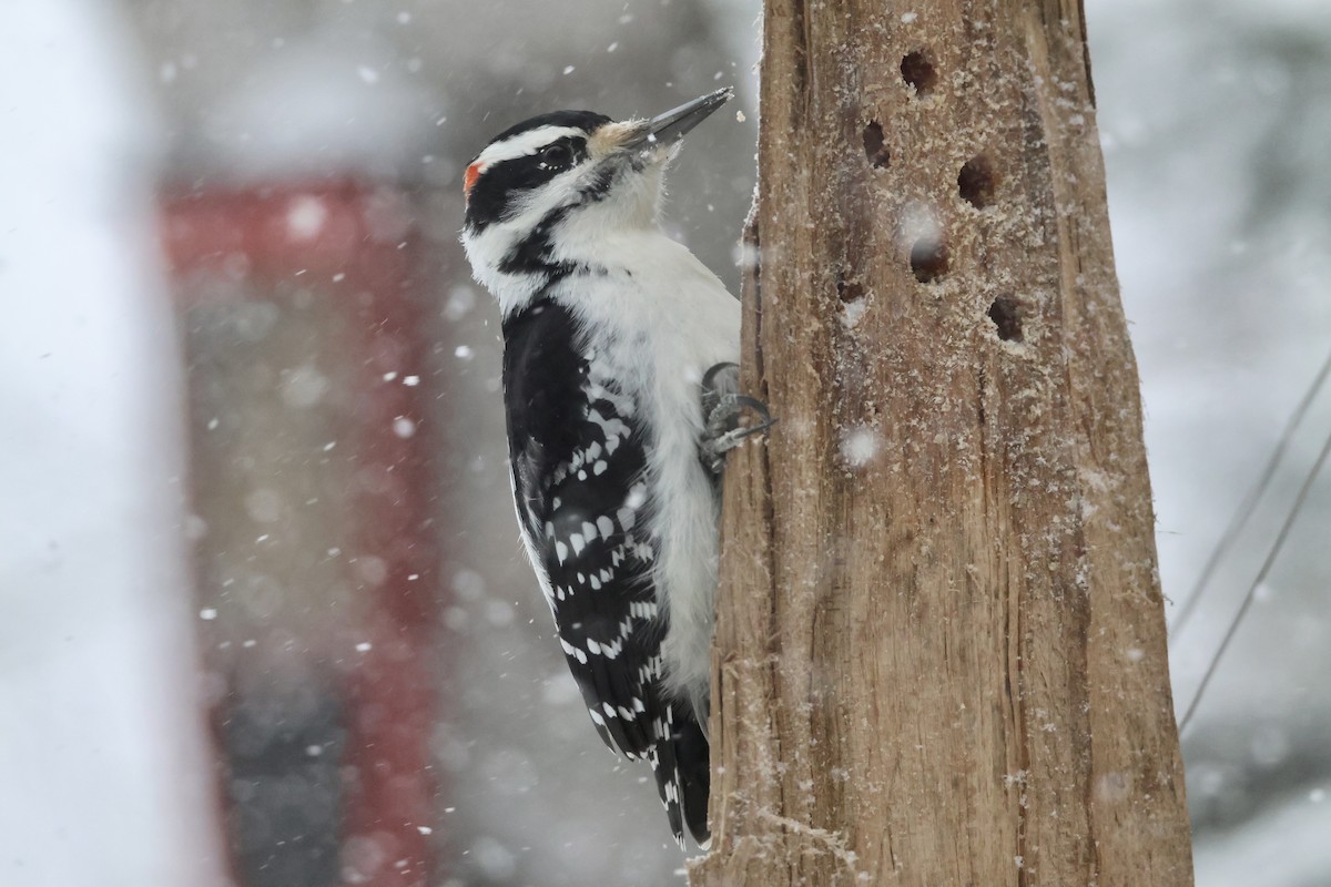 Pico Velloso - ML646860777