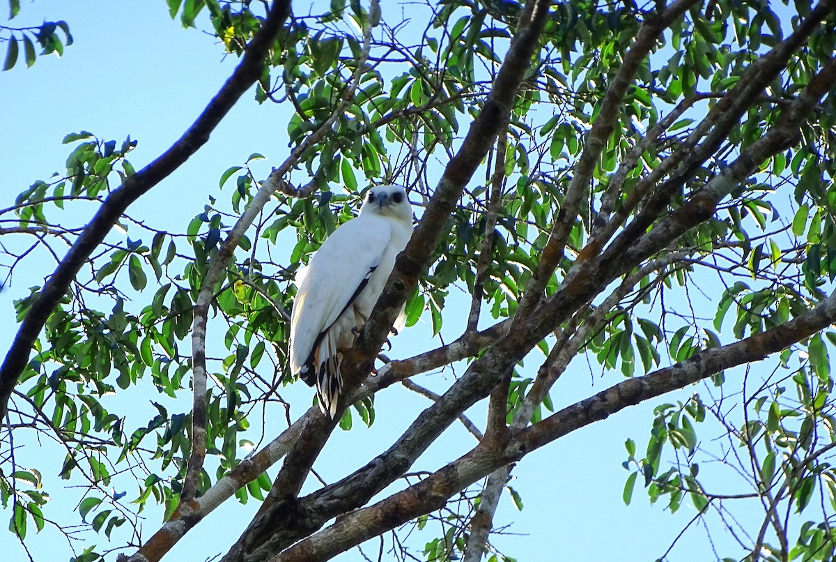 White Hawk - ML646860778