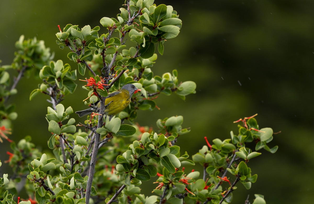 Gray-hooded Sierra Finch - ML646860779