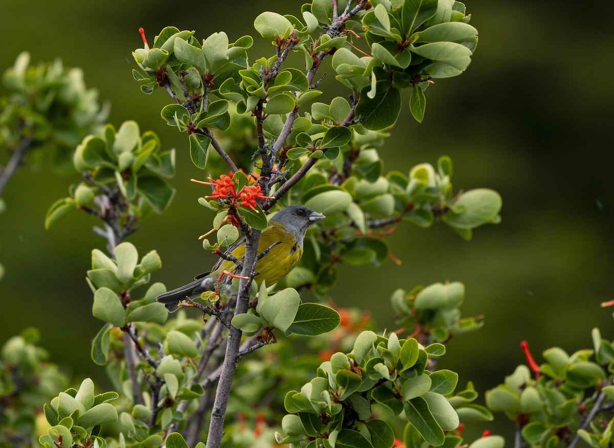 Gray-hooded Sierra Finch - ML646860780