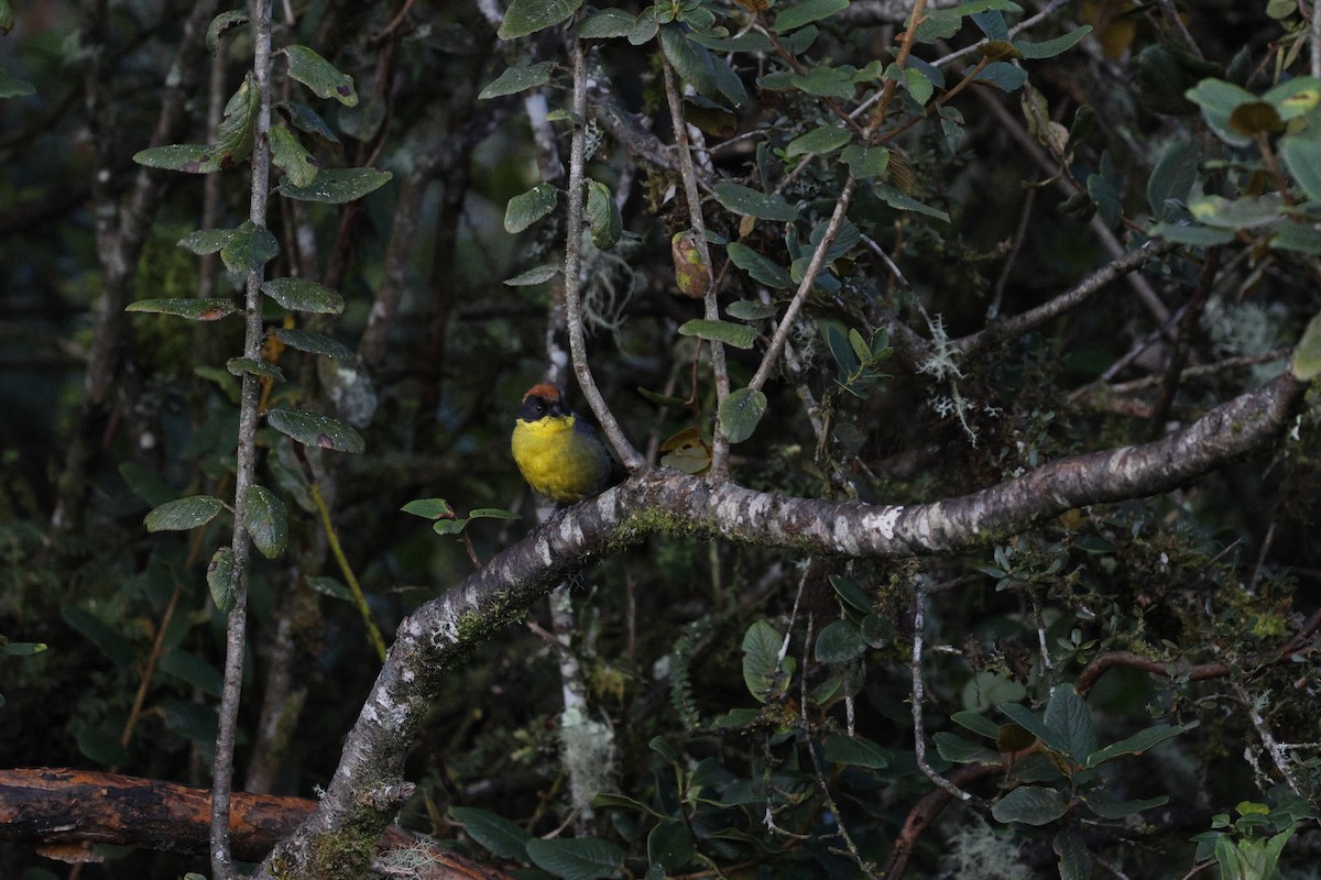 Yellow-breasted Brushfinch - ML646860785