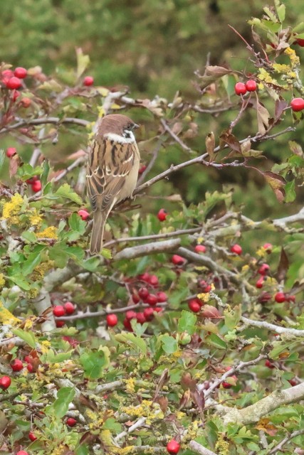 Eurasian Tree Sparrow - ML646860788