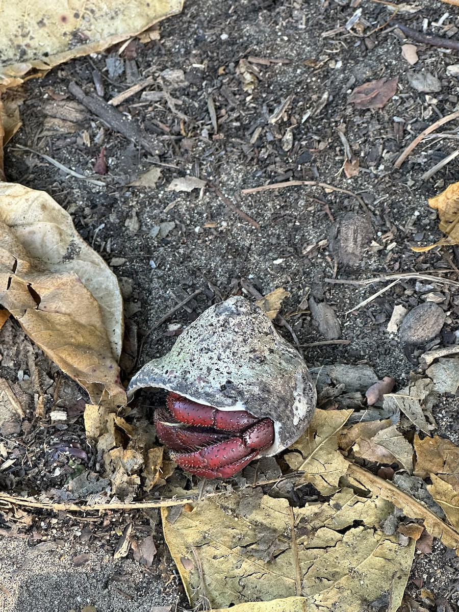 Caribbean Land Hermit Crab - ML646860792