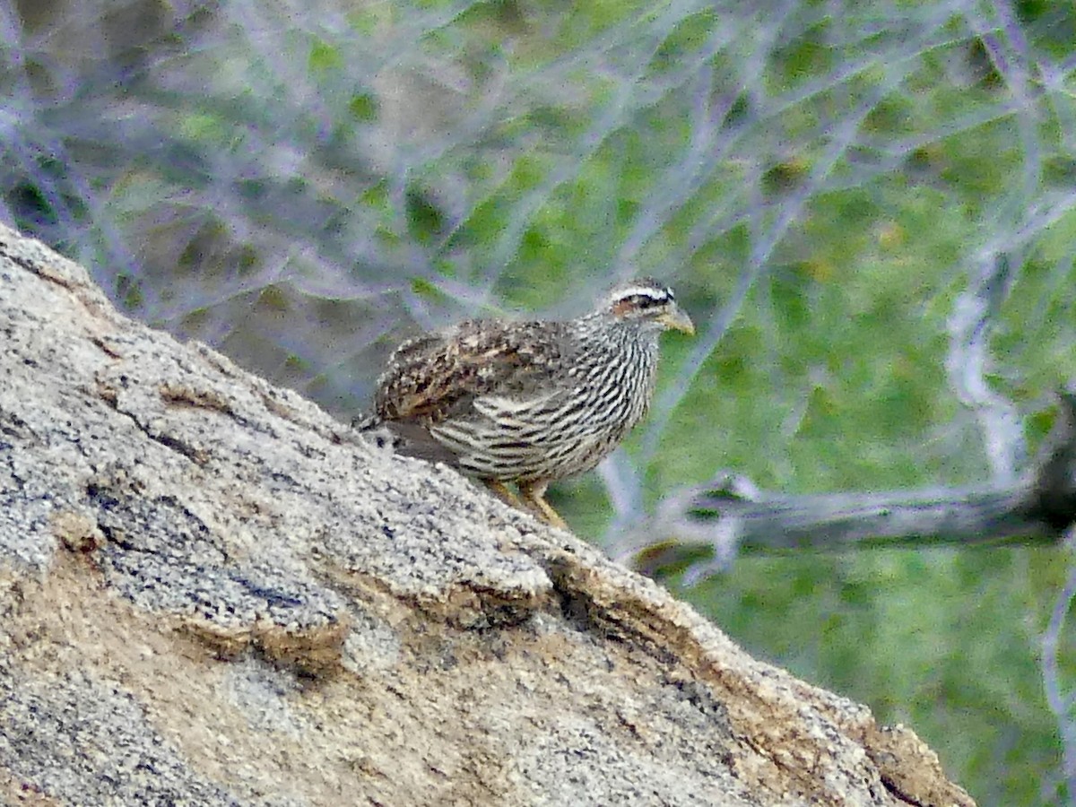 Hartlaub's Spurfowl - ML646860794