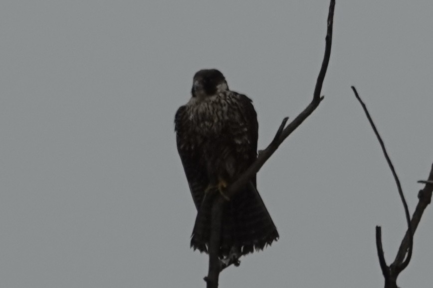 Peregrine Falcon - ML646860796