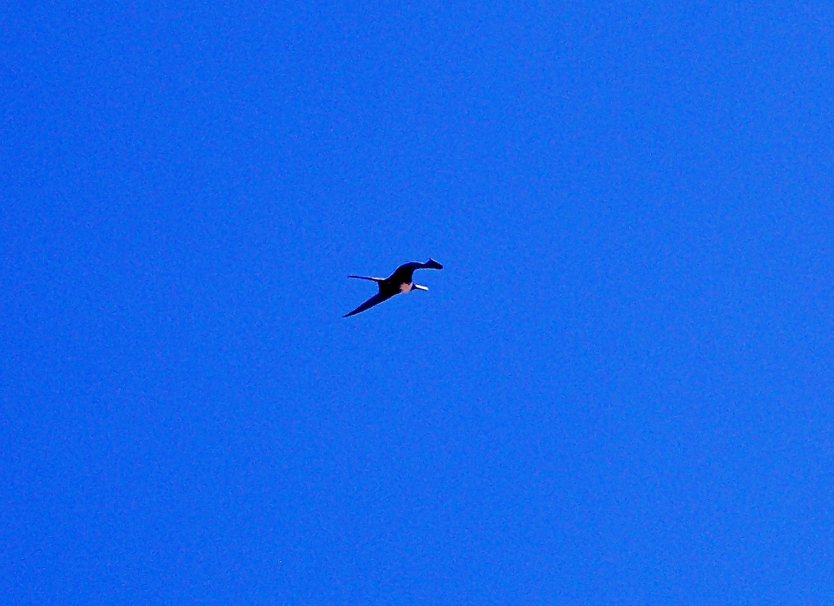 Magnificent Frigatebird - ML646860797