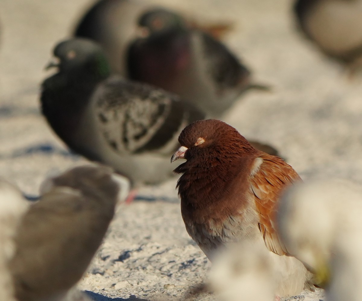 Haitz-usoa (etxekoa) - ML646860799