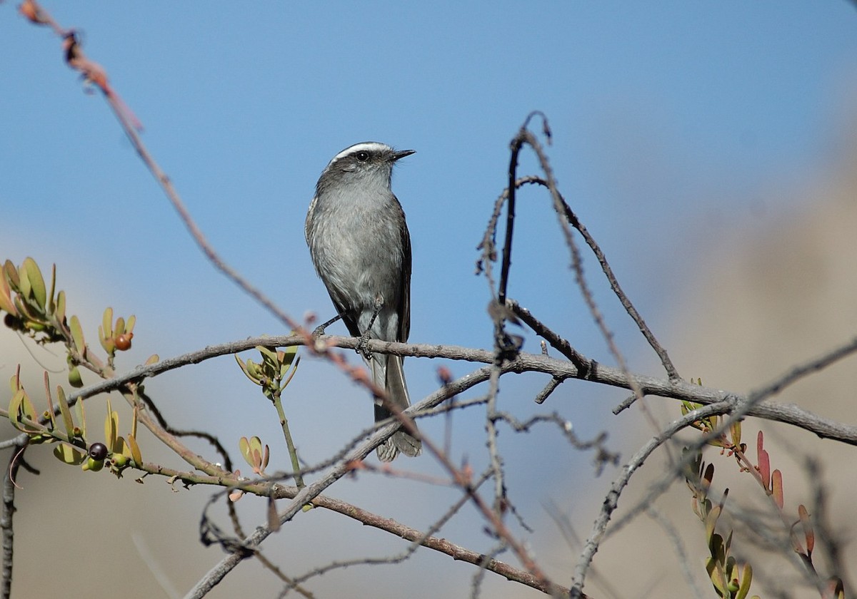 White-browed Chat-Tyrant - ML646860801