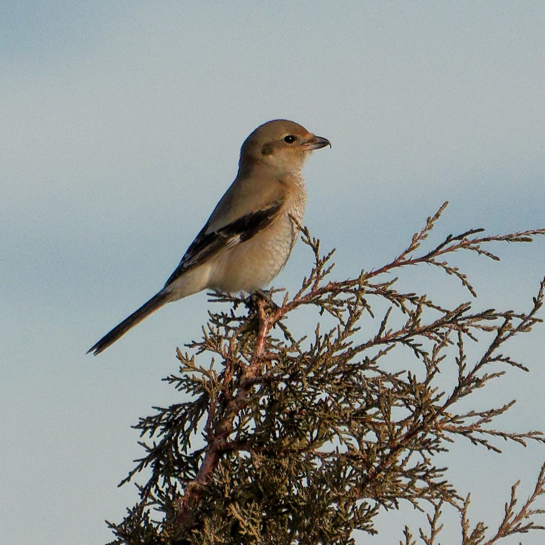 חנקן צפוני - ML646860811