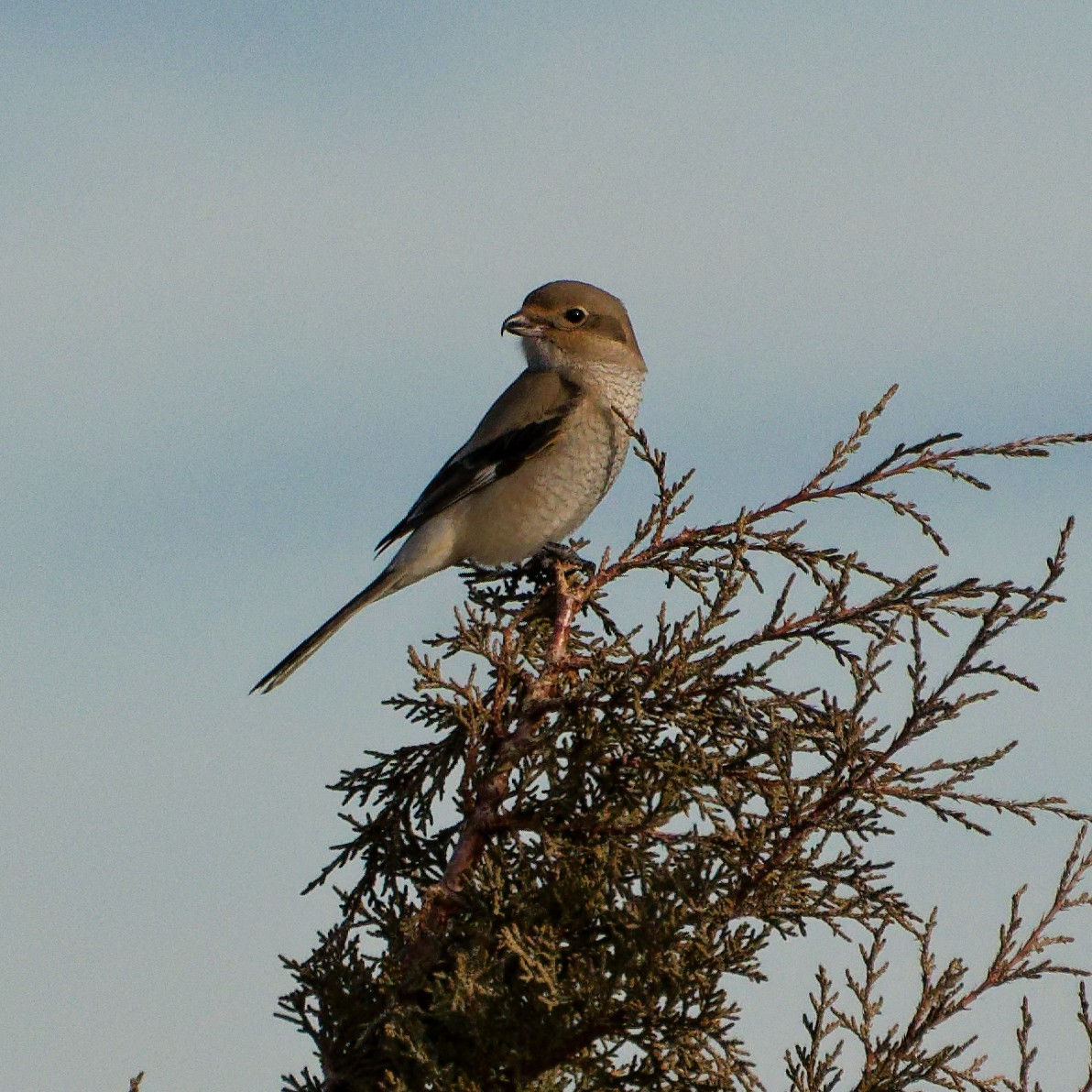 חנקן צפוני - ML646860812