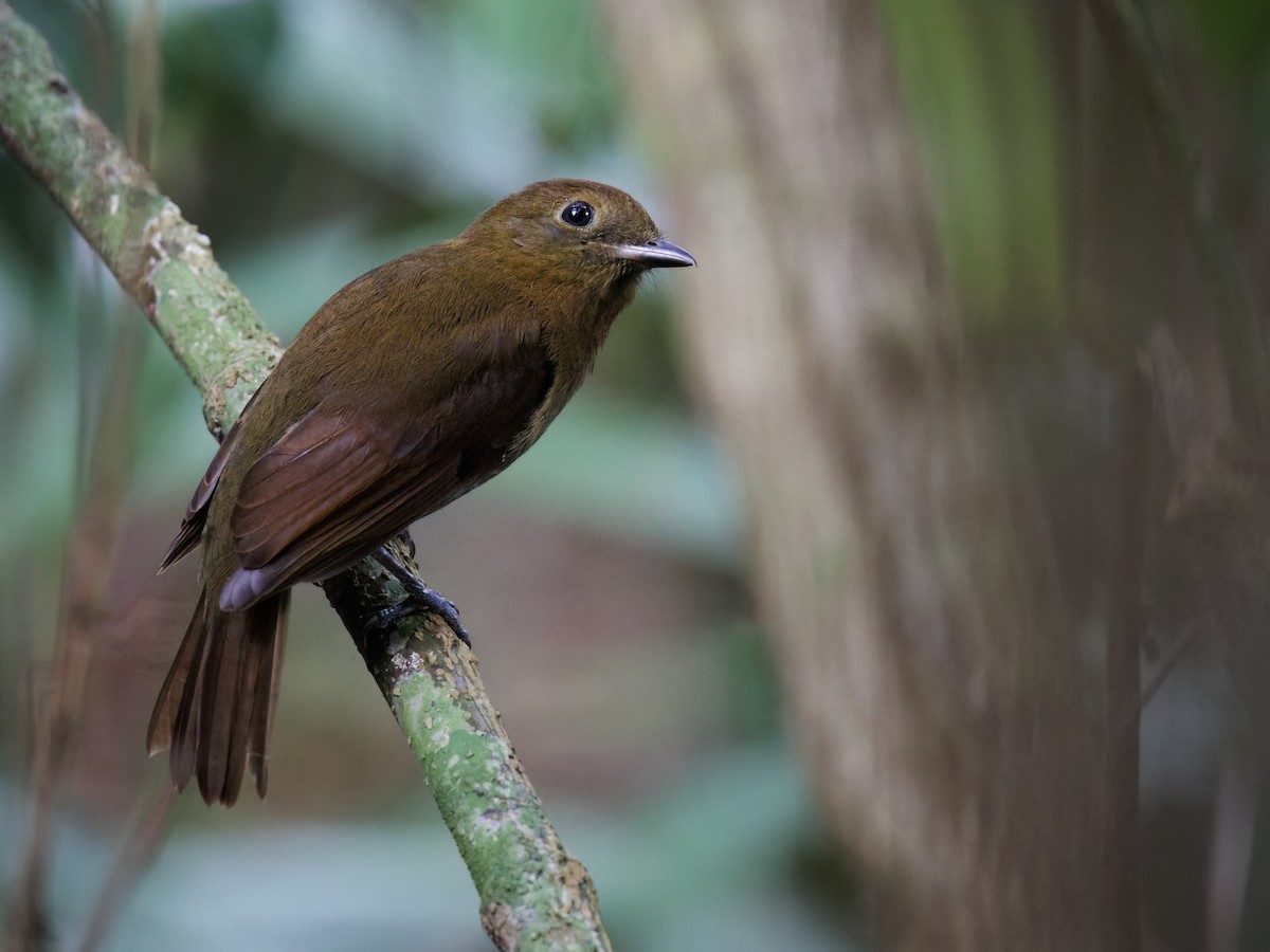 Verapaz Şifornu [veraepacis grubu] - ML646860817