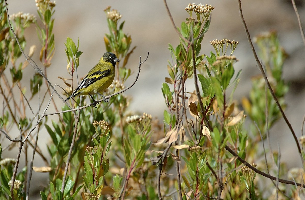 Thick-billed Siskin - ML646860818