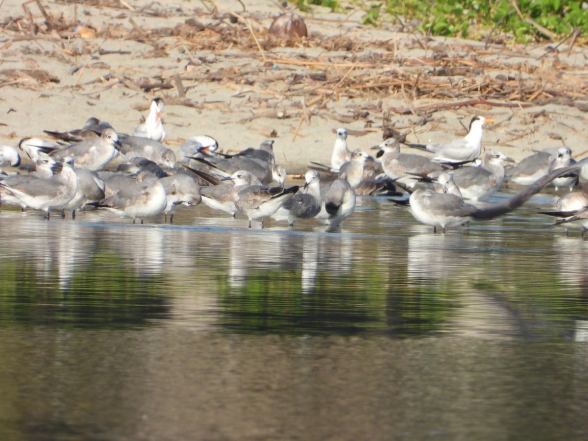 Ацтекская чайка - ML646860820