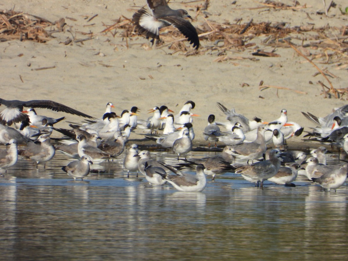 Ацтекская чайка - ML646860821