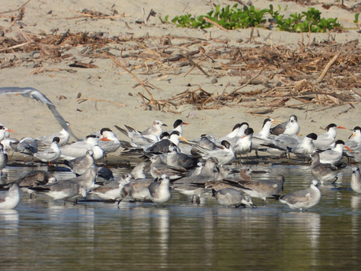 Ацтекская чайка - ML646860822