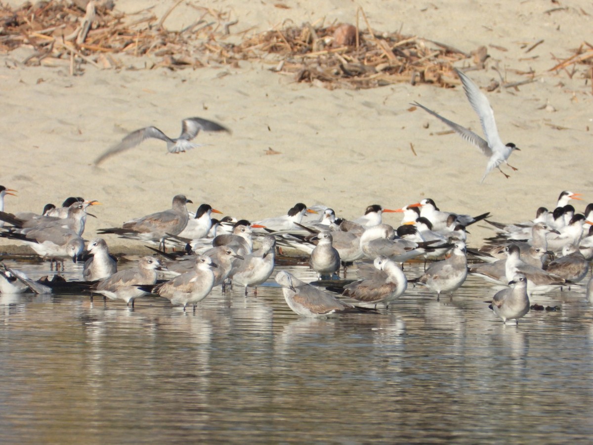 Ацтекская чайка - ML646860823