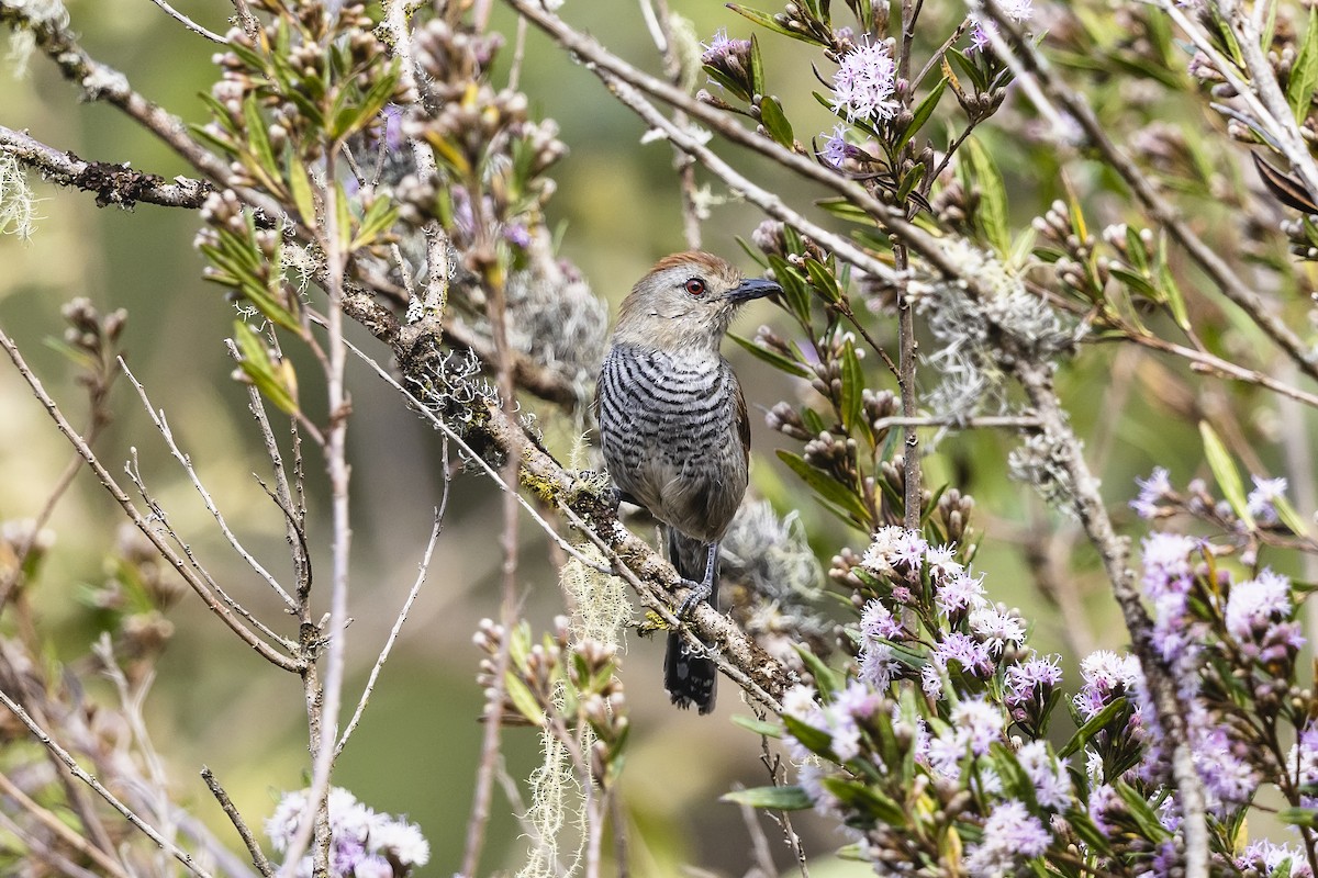 rustkronemaurvarsler - ML646860826