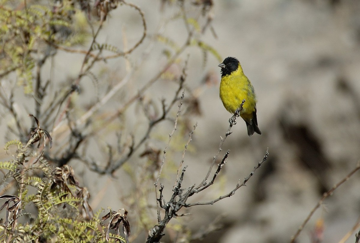 čížek jihoamerický - ML646860829