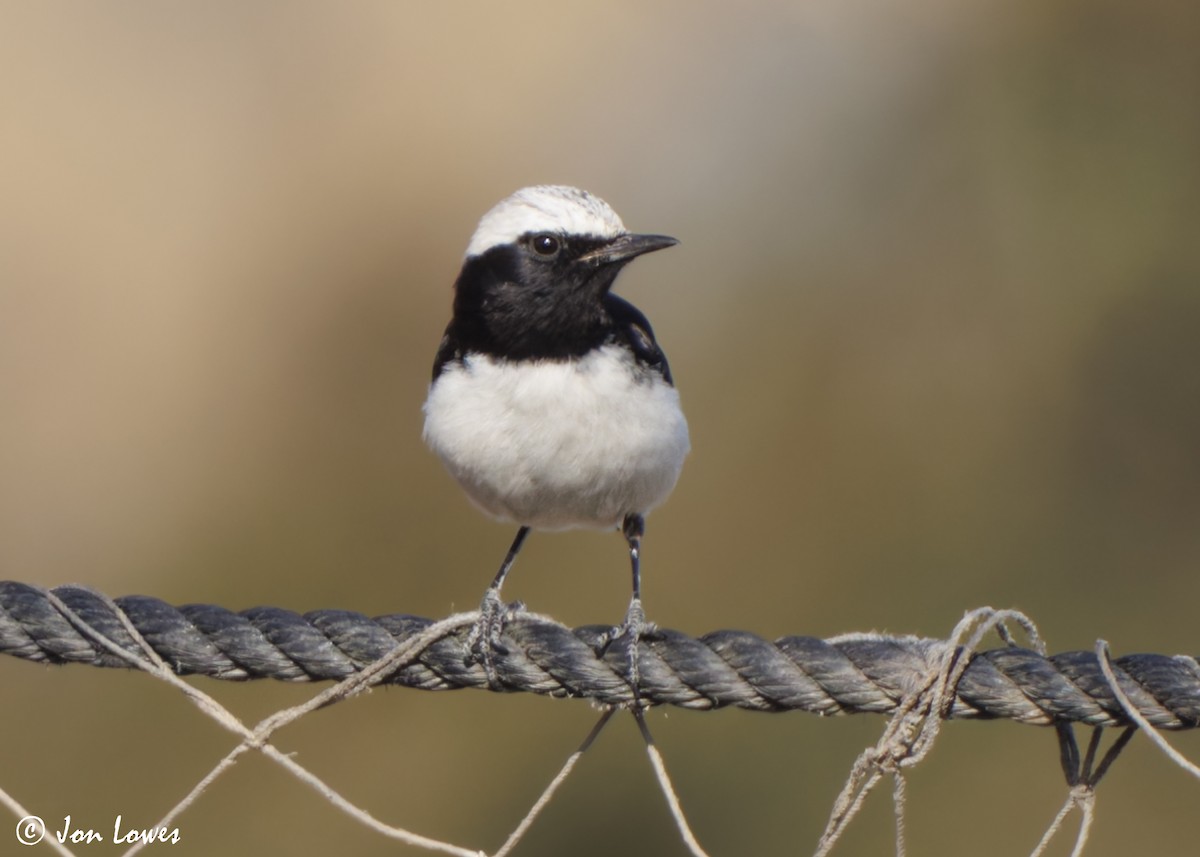 wadisteinskvett - ML646860835