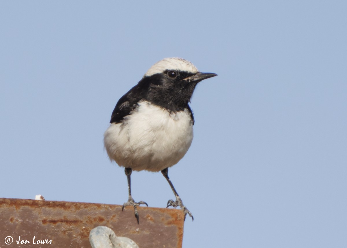 wadisteinskvett - ML646860837