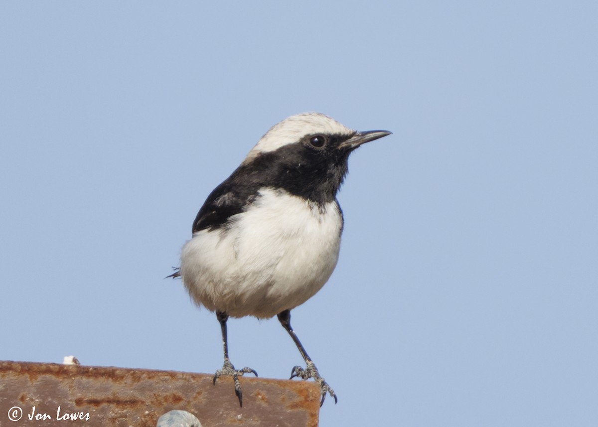 wadisteinskvett - ML646860838