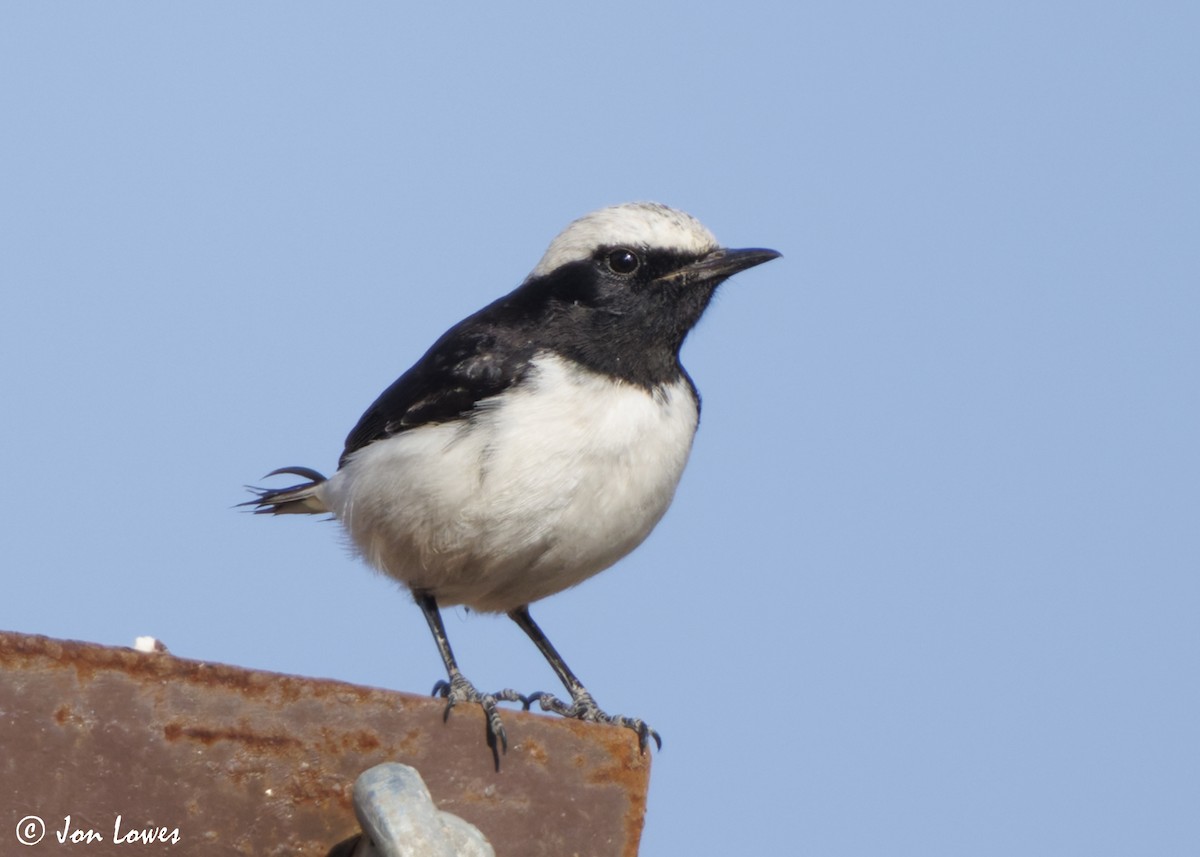 wadisteinskvett - ML646860839