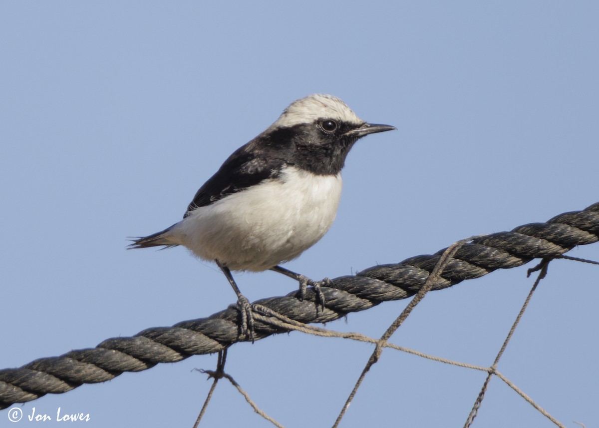 wadisteinskvett - ML646860840