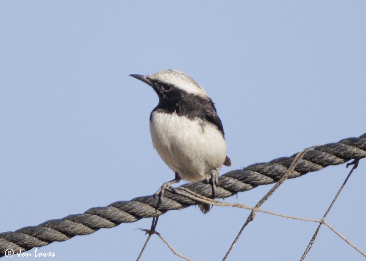 wadisteinskvett - ML646860841