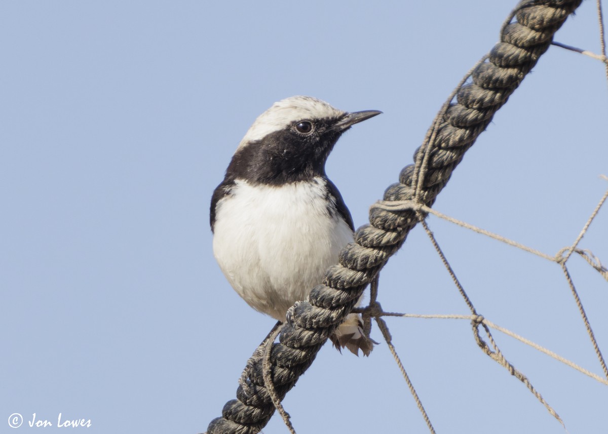 wadisteinskvett - ML646860842