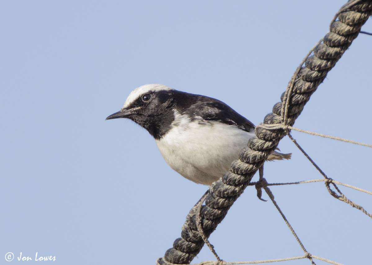 wadisteinskvett - ML646860843