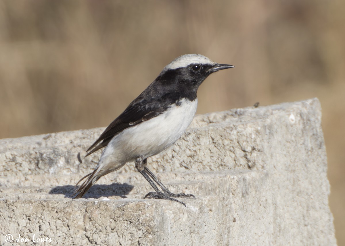 wadisteinskvett - ML646860844