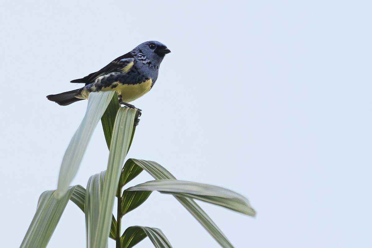 Calliste diable-enrhumé - ML646860846