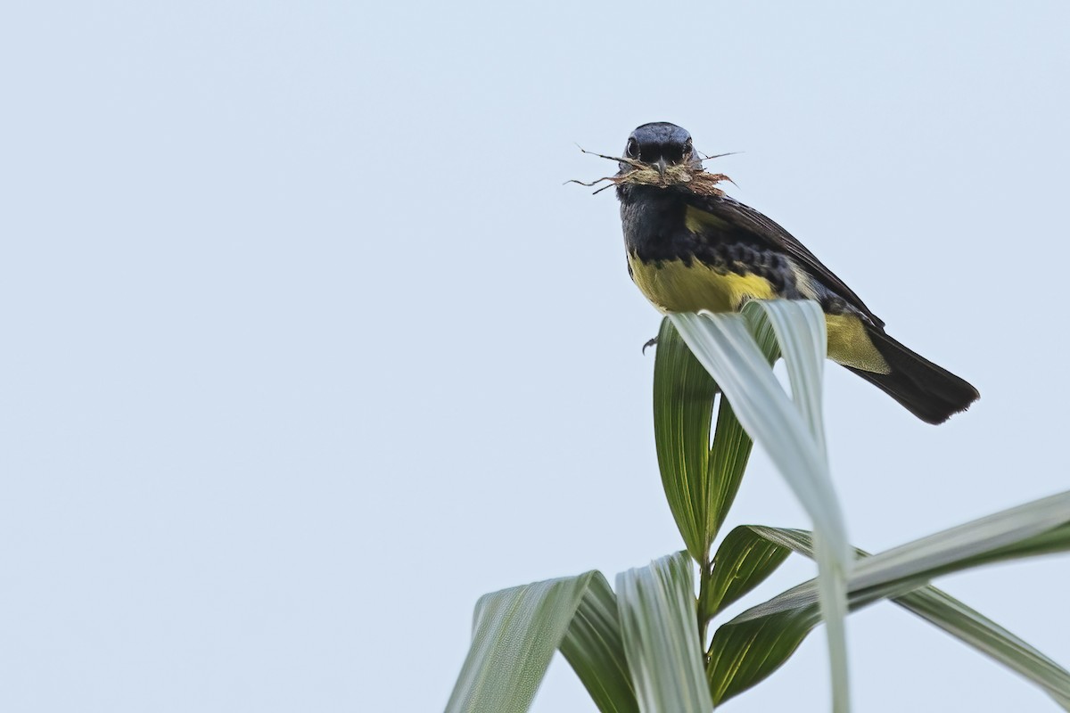 Calliste diable-enrhumé - ML646860847