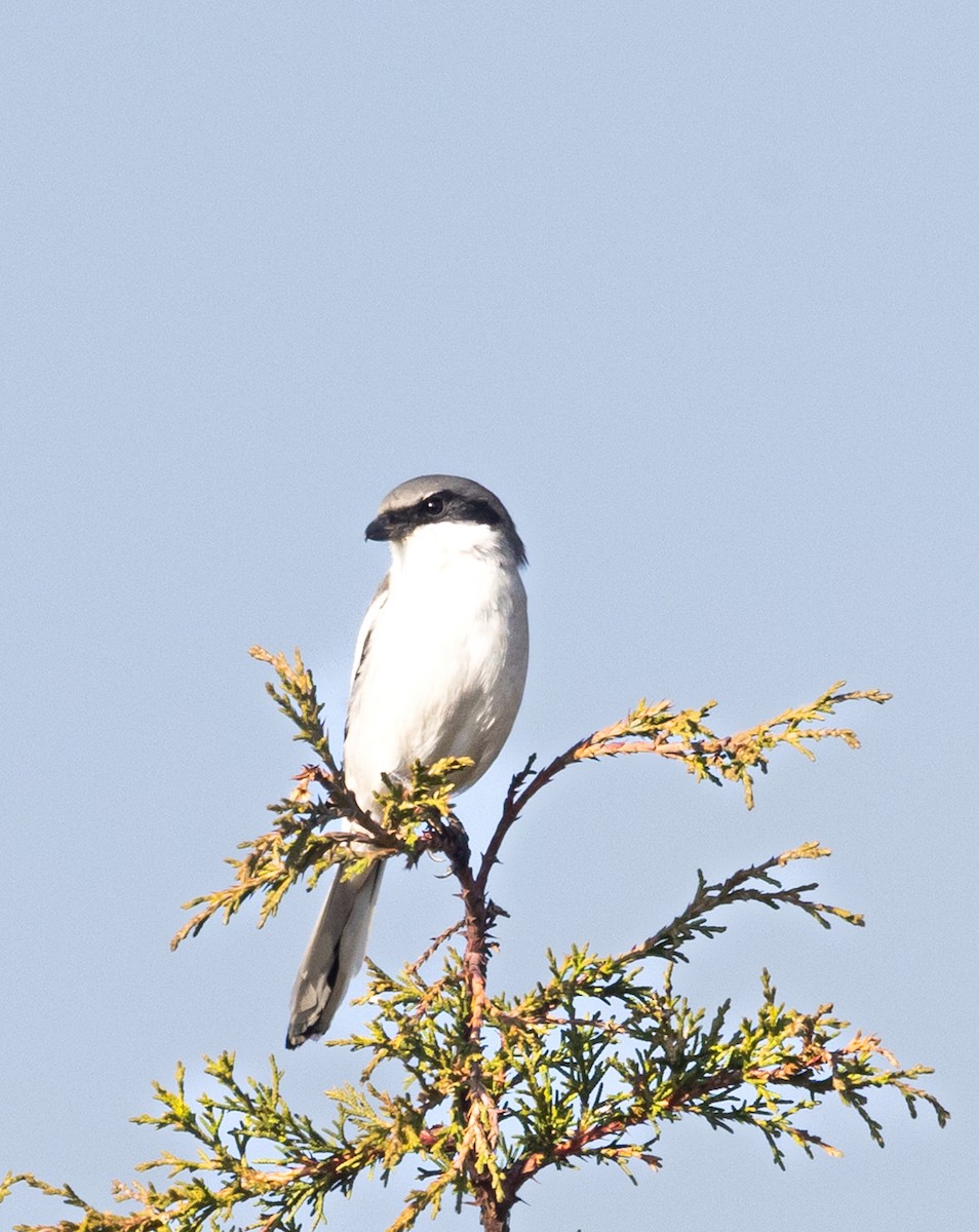 Loggerhead Shrike - ML646860848