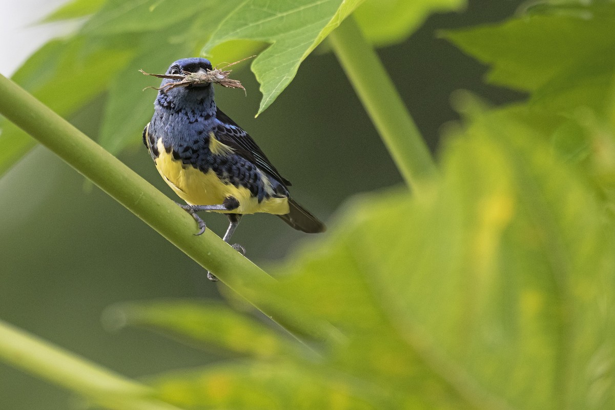 Calliste diable-enrhumé - ML646860850