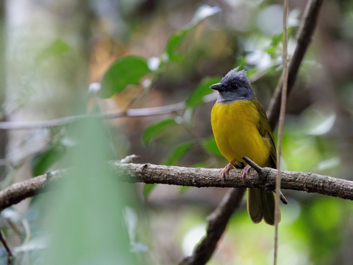 Gri Başlı Tangara [spodocephalus grubu] - ML646860851