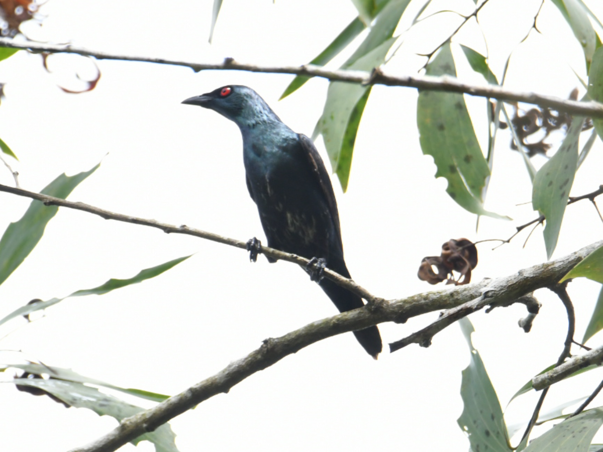 Asian Glossy Starling - ML646860854