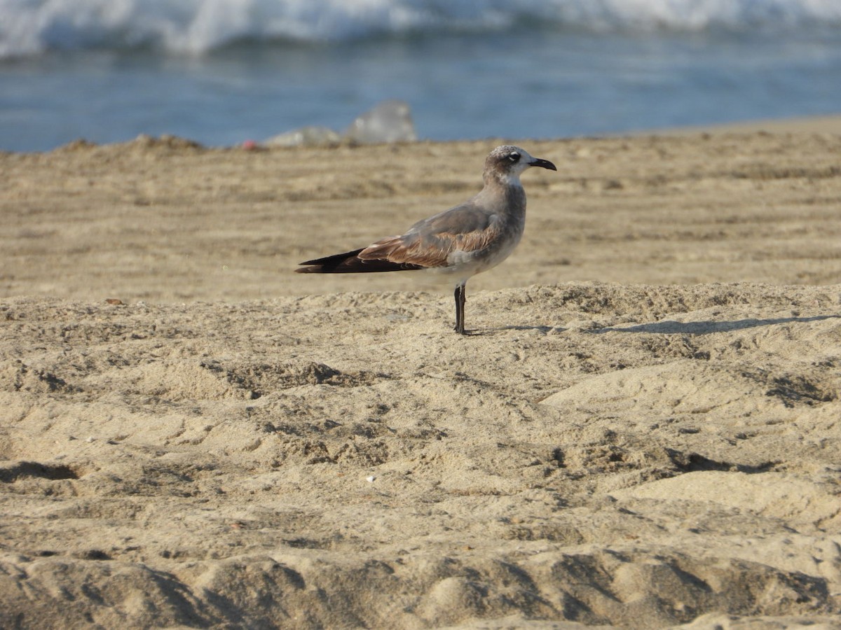 Ацтекская чайка - ML646860856