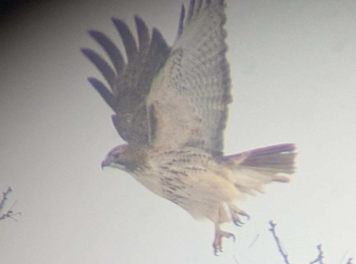 Rotschwanzbussard - ML646860864