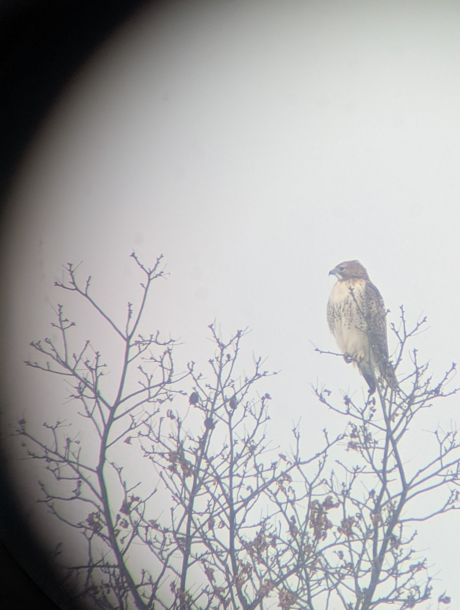 Rotschwanzbussard - ML646860866