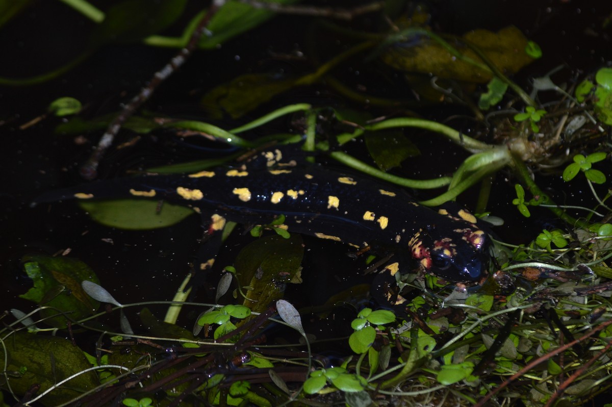 Salamandra pezzata - ML646860868