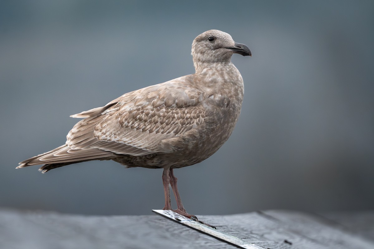 Gaviota de Bering - ML646860869