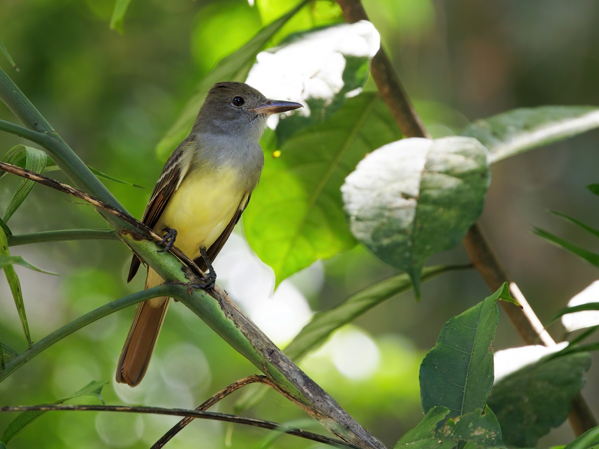 Sarı Karınlı Sinekkapan - ML646860872