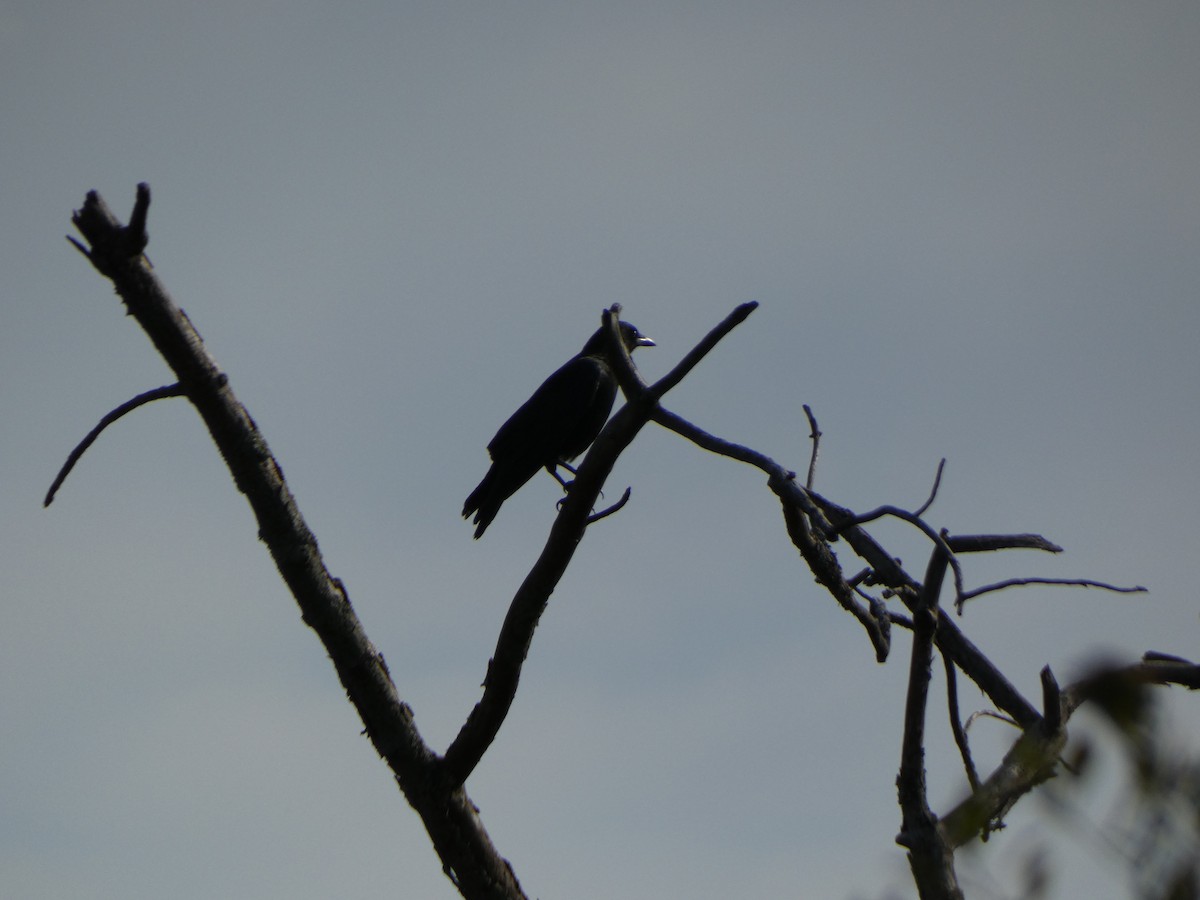 American Crow - ML646860875