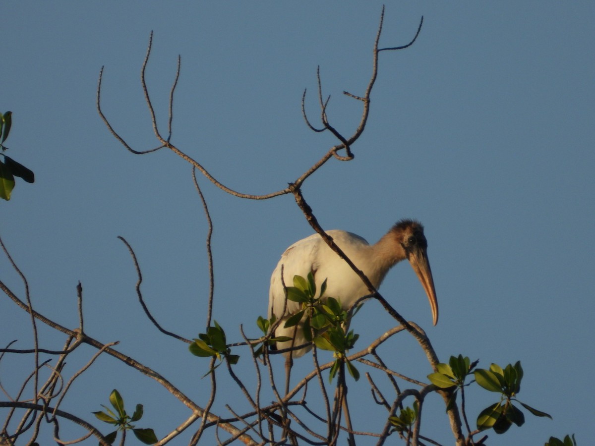 Wood Stork - ML646860877
