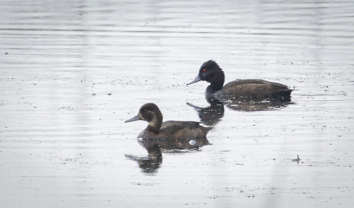 Southern Pochard - ML646860890