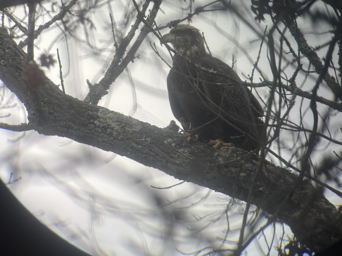 Белоголовый орлан - ML646860891